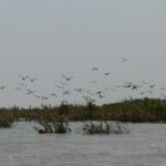【今日のカンボジア】プレックトアール鳥獣保護区