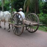 【今日のカンボジア】牛車 カンボジアの乗り物