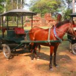 【今日のカンボジア】アンコール馬車 カンボジアの乗り物