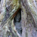 【今日のカンボジア】タプローム 木の間から見ている彫刻