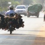 【今日のカンボジア】バイク と にわとり