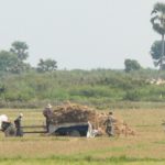 【今日のカンボジア】農作業
