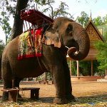 【今日のカンボジア】ワットプノンの象