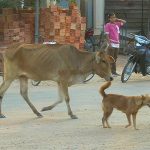 【今日のカンボジア】牛と犬
