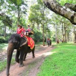 世界遺産で楽しむ象乗り体験。でも象の価格って知ってますか？