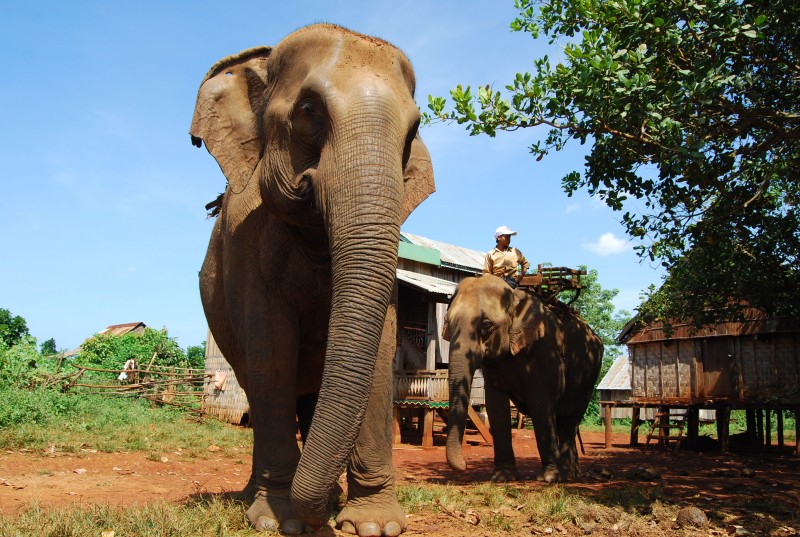 elephant village (61)