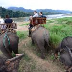 【カンボジア】カンボジア・ラオスへの旅4日目（早朝托鉢、象使いの資格を取る！など）