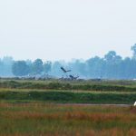 【カンボジア・カンポット】2.8メートルのオオヅルが飛んでくるアンロンプリン野鳥保護区！