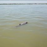 【クラチェ州】カムピで河イルカ見学を楽しむ